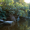 Disneyland Jungle Cruise Ancient Shrine December 1965