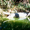 Disneyland Jungle Cruise Ancient Shrine  March 1965