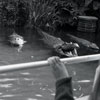 Disneyland Jungle Cruise Ancient Shrine, 1963