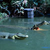 Jungle Cruise photo, July 1962