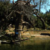 Disneyland Jungle Cruise August 27, 1955