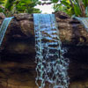 Disneyland Jungle Cruise back side of water January 2013