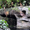 Disneyland Jungle Cruise back side of water February 2011