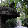 Disneyland Jungle Cruise back side of water, February 2010