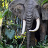 Disneyland Jungle Cruise African Bull Elephant January 2011