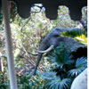 Disneyland African Bull Elephant, March 1975