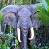 Disneyland Jungle Cruise African Bull Elephant, September 2008