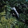 Disneyland African Bull Elephant, September 1958