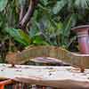 Jungle Cruise Boat, September 2007