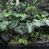 Disneyland Jungle Cruise dock area February 2011