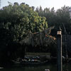 Adventureland Jungle Cruise dock area, October 1959