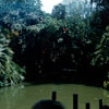 Disneyland Jungle Cruise dock photo, July 1960