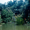 Disneyland Jungle Cruise dock photo, July 1960