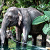 Disneyland Jungle Cruise Elephant pool July 2012