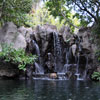 Disneyland Jungle Cruise Elephant pool February 2011