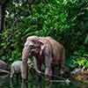 Disneyland Jungle Cruise Elephant pool May 2015