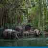 Disneyland Jungle Cruise Elephant pool May 2015