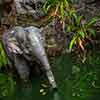 Disneyland Jungle Cruise Elephant pool May 2015