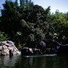 Jungle Cruise photo, June  25, 1966