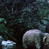 Disneyland Jungle Cruise Elephant Pool photo, 1962