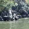 Disneyland Jungle Cruise Elephant Pool December 1967