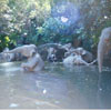 Disneyland Jungle Cruise Elephant Pool March 1975