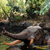 Elephant pool, May 2008