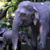 Disneyland Jungle Cruise Elephant pool, June 2008