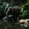 Disneyland Jungle Cruise Elephant Pool photo, October 1970