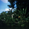 Jungle Cruise, October 1956