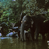 Jungle Cruise photo, October 1966