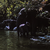 Jungle Cruise Elephant Wading Pool, September 1965