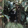 Disneyland Jungle Cruise gorilla May 1960