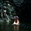 Jungle Cruise Hippo area, June 1965