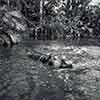 Disneyland Jungle Cruise Hippo photo, June 1964