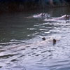 Disneyland Jungle Cruise Hippo pool August 27, 1956