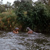 Disneyland Jungle Cruise Hippo photo, January 1964