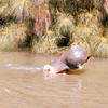 Jungle Cruise, July 1960