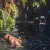 Hippos on the Disneyland Jungle Cruise photo, November 1978