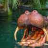 Hippos on the Jungle Cruise April 2008