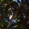 Foliage near the Hippos on the Jungle Cruise September 2007