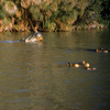 Jungle Cruise, 1950s