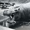 Disneyland Jungle Cruise construction 1955