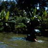 Jungle Cruise Hippos, 1950s