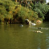 Disneyland Hippo pool photo, Summer 1955