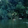 Jungle Cruise, September 1961