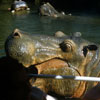 Disneyland Jungle Cruise Hippo photo, November 1959