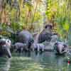 Disneyland Jingle Cruise 2015