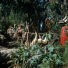 Disneyland Jungle Cruise Angry natives, 1950s