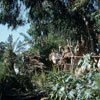 Disneyland Jungle Cruise Angry natives, 1950s